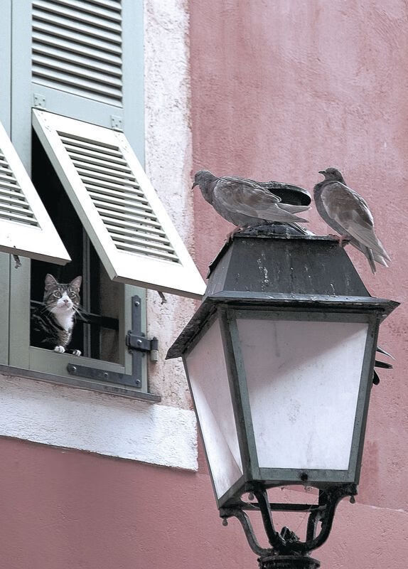 跨界奇迹，冰岛足球精神如何点燃NBA季后赛的马丁内利时刻
